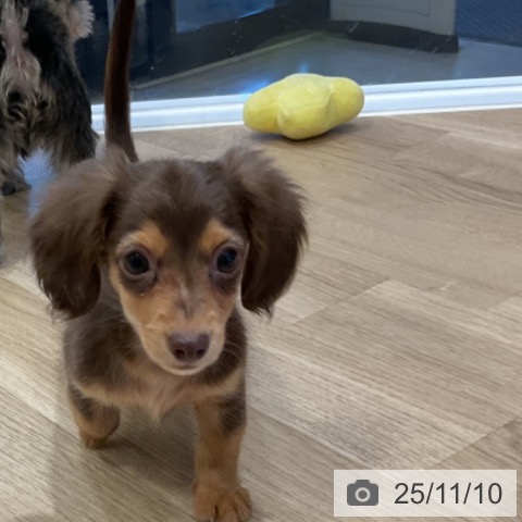 カニーンヘン・ダックスフンドの写真