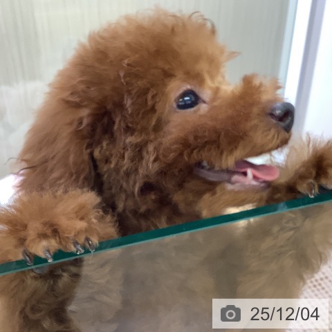 福岡県のトイプードル(トイ) (ペットプラス 福岡店/2025年9月3日生まれ/男の子/レッド)の子犬の4枚目の画像