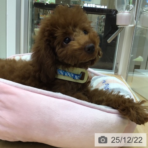 福岡県のトイプードル(トイ) (ペットプラス 小倉南店/2025年9月3日生まれ/男の子/レッド)の子犬の4枚目の画像