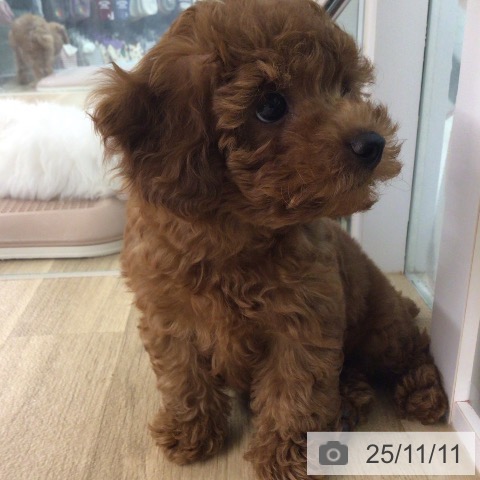 福岡県のトイプードル(トイ) (ペットプラス ららぽーと福岡店/2025年9月3日生まれ/男の子/レッド)の子犬の4枚目の画像