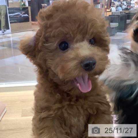 福岡県のトイプードル(トイ) (ペットプラス ららぽーと福岡店/2025年9月3日生まれ/男の子/レッド)の子犬の3枚目の画像