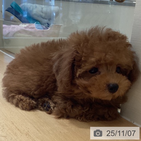 トイ・プードルの写真