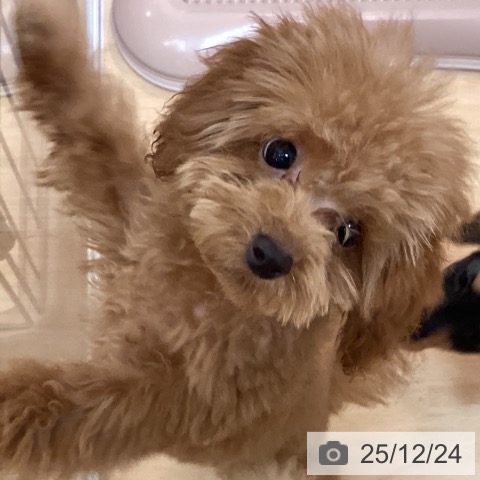 福岡県のトイプードル(トイ) (ペットプラス 福岡伊都店/2025年9月3日生まれ/男の子/レッド)の子犬の4枚目の画像