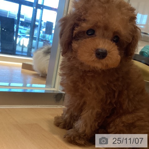 トイ・プードルの写真