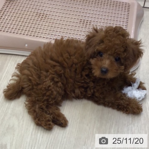 沖縄県のトイプードル(トイ) (ペットプラス 沖縄ライカム店/2025年9月3日生まれ/女の子/レッド)の子犬の4枚目の画像