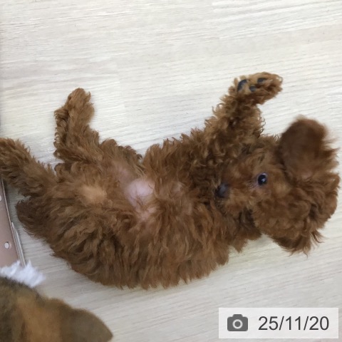 沖縄県のトイプードル(トイ) (ペットプラス 沖縄ライカム店/2025年9月3日生まれ/女の子/レッド)の子犬の3枚目の画像