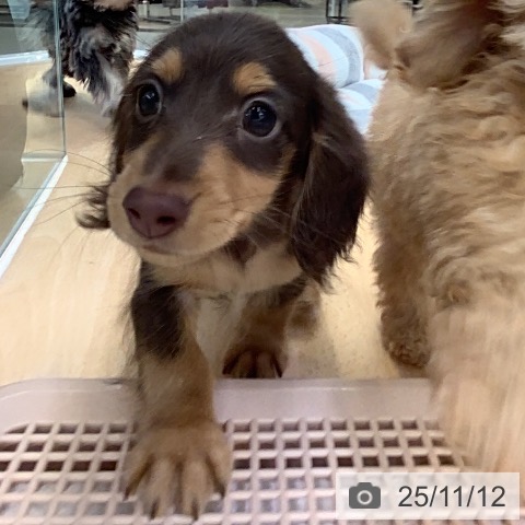 カニーンヘン・ダックスフンドの写真