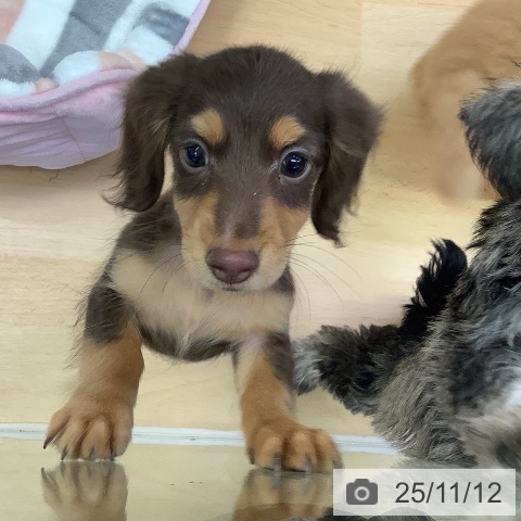 カニーンヘン・ダックスフンドの写真