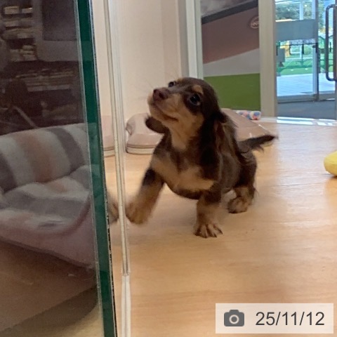 カニーンヘン・ダックスフンドの写真