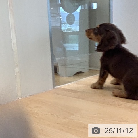 カニーンヘン・ダックスフンドの写真