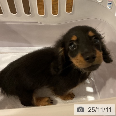 カニーンヘン・ダックスフンドの写真