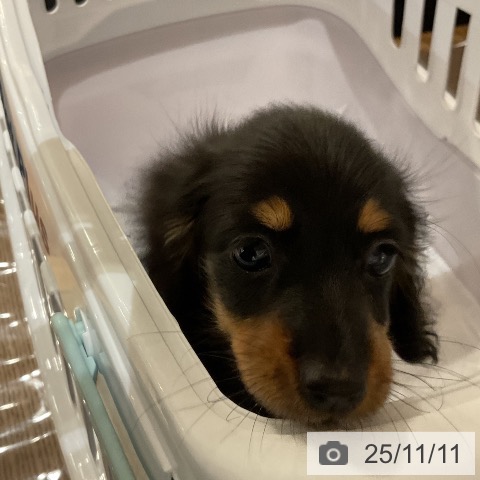 カニーンヘン・ダックスフンドの写真