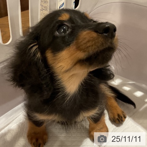 カニーンヘン・ダックスフンドの写真