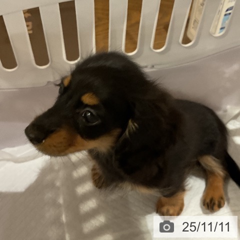 カニーンヘン・ダックスフンドの写真