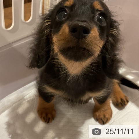 カニーンヘン・ダックスフンドの写真