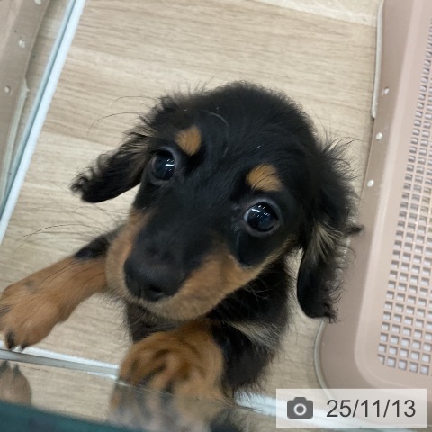 カニーンヘン・ダックスフンドの写真