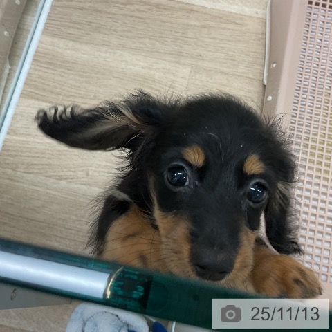 カニーンヘン・ダックスフンドの写真