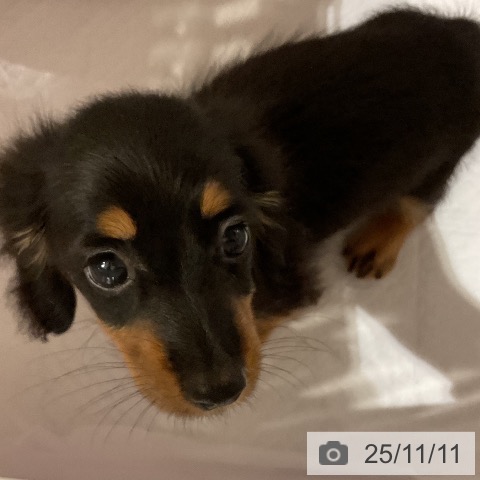 カニーンヘン・ダックスフンドの写真