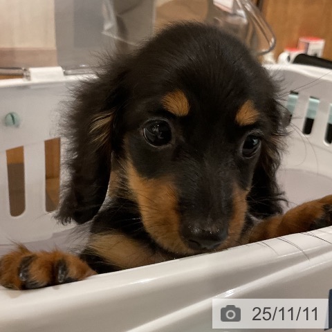 カニーンヘン・ダックスフンドの写真