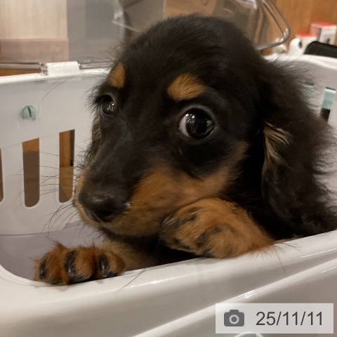 カニーンヘン・ダックスフンドの写真