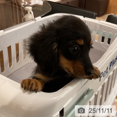 カニーンヘン・ダックスフンドの写真