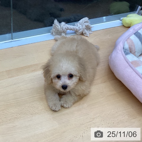 トイ・プードルの写真