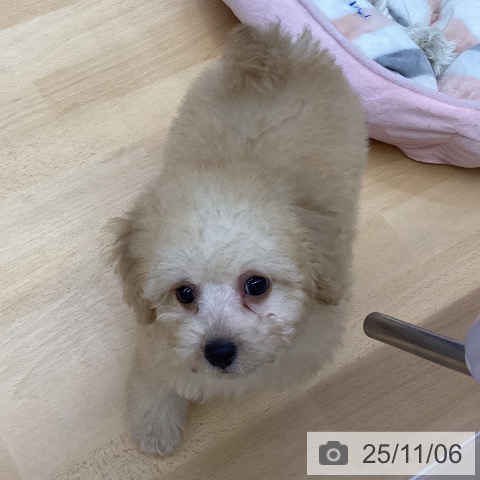 トイ・プードルの写真