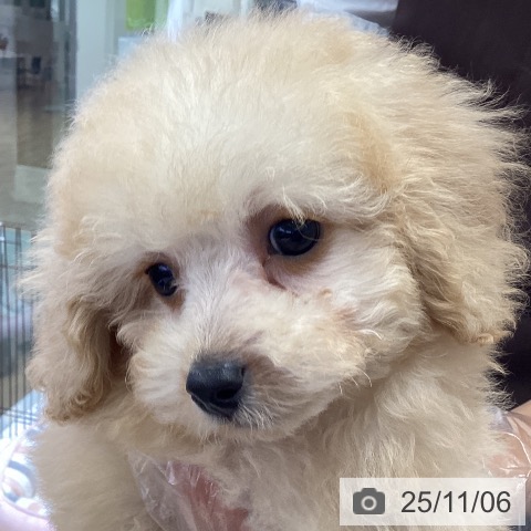 トイ・プードルの写真