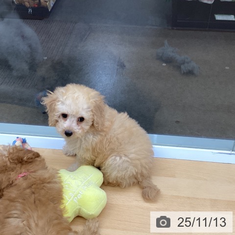 福岡県のトイプードル(トイ) (ペットプラス 小倉南店/2025年9月4日生まれ/男の子/クリーム)の子犬の4枚目の画像