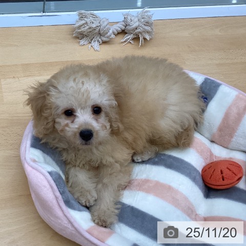 福岡県のトイプードル(トイ) (ペットプラス 小倉南店/2025年9月4日生まれ/男の子/クリーム)の子犬の3枚目の画像