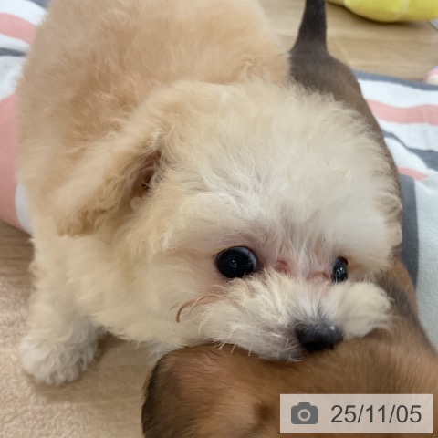 トイ・プードルの写真