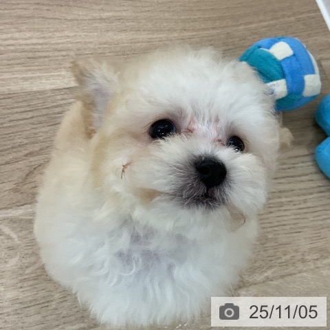 トイ・プードルの写真