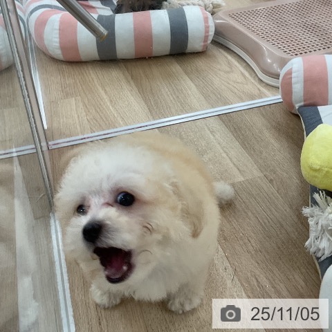 トイ・プードルの写真