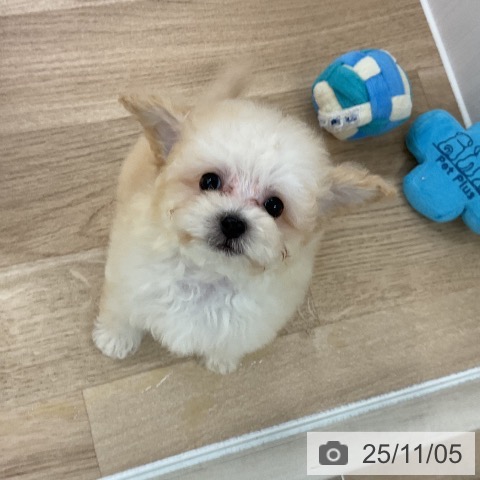 トイ・プードルの写真