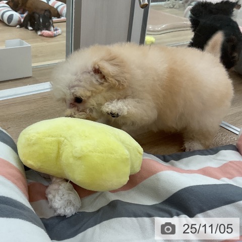 トイ・プードルの写真