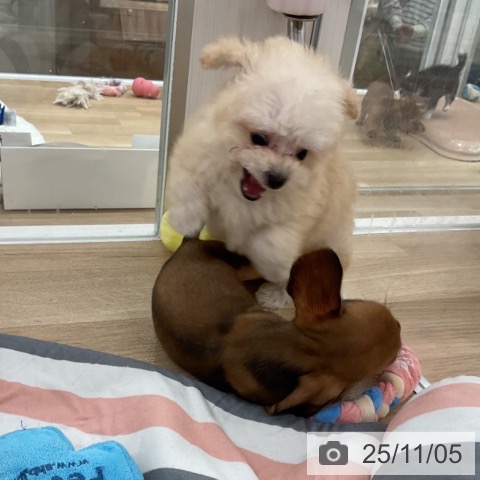 トイ・プードルの写真