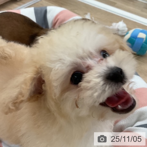 トイ・プードルの写真