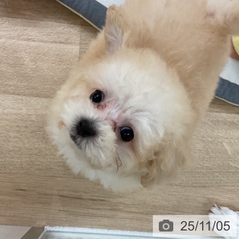 トイ・プードルの写真