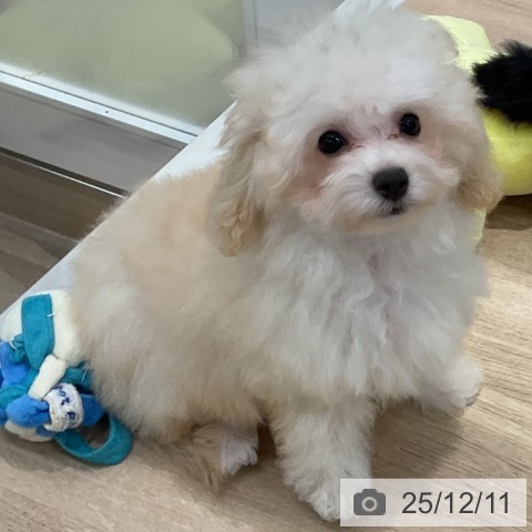 福岡県のトイプードル(トイ) (ペットプラス 八幡東店/2025年9月4日生まれ/男の子/クリーム)の子犬の4枚目の画像