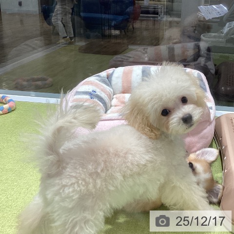 福岡県のトイプードル(トイ) (ペットプラス MARK IS 福岡ももち店/2025年9月4日生まれ/男の子/クリーム)の子犬の4枚目の画像