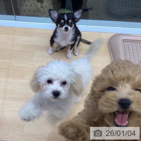 福岡県のトイプードル(トイ) (ペットプラス MARK IS 福岡ももち店/2025年9月4日生まれ/男の子/クリーム)の子犬の4枚目の画像