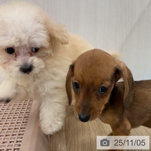 トイ・プードルの写真