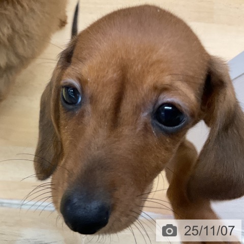 カニーンヘン・ダックスフンドの写真