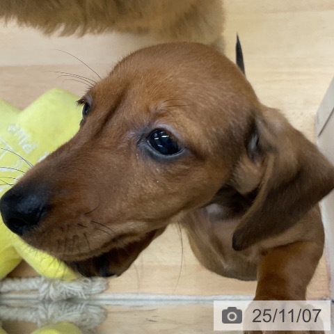 カニーンヘン・ダックスフンドの写真