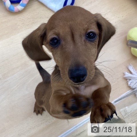 福岡県のカニンヘンダックスフンド(ロング) (ペットプラス 黒崎店/2025年9月3日生まれ/男の子/レッド)の子犬の4枚目の画像