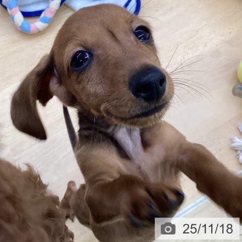 福岡県のカニンヘンダックスフンド(ロング) (ペットプラス 黒崎店/2025年9月3日生まれ/男の子/レッド)の子犬の3枚目の画像