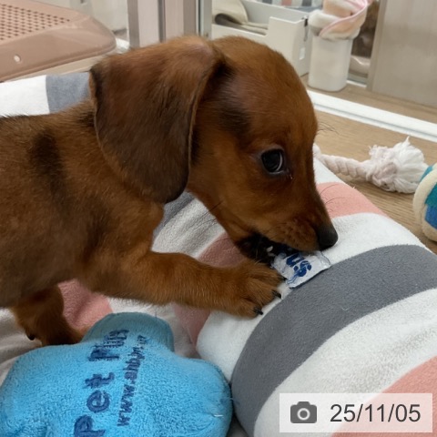 カニーンヘン・ダックスフンドの写真