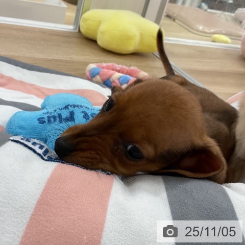 カニーンヘン・ダックスフンドの写真