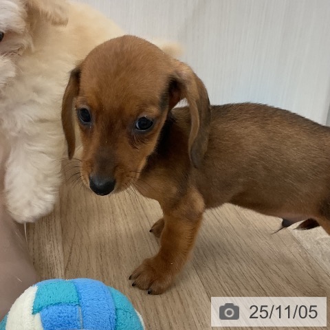 カニーンヘン・ダックスフンドの写真