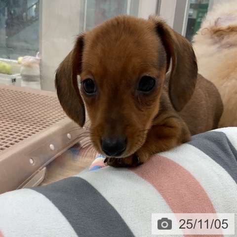 カニーンヘン・ダックスフンドの写真